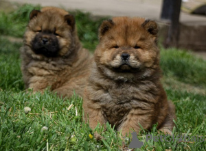 Foto №4. Ich werde verkaufen chow-chow in der Stadt Bečej.  - preis - 550€