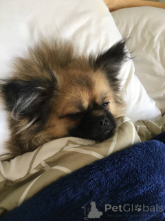 Foto №3. Pommeranische Spitz (1 Jahr). Vereinigte Arabische Emirate