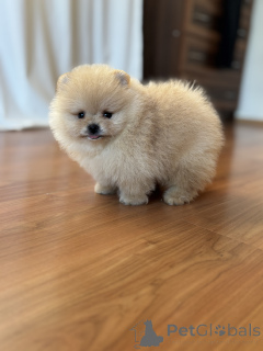 Foto №1. pommersche spitz - zum Verkauf in der Stadt St. Petersburg | 593€ | Ankündigung № 144155