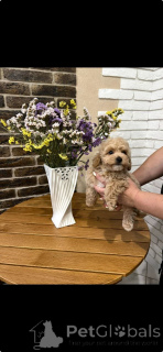 Foto №2 zu Ankündigung № 163099 zu verkaufen pudel (toy) - einkaufen Deutschland quotient 	ankündigung, aus dem tierheim