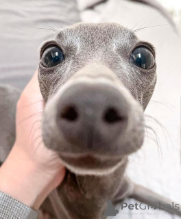 Foto №1. italienisches windspiel - zum Verkauf in der Stadt Öhringen | 380€ | Ankündigung № 166181