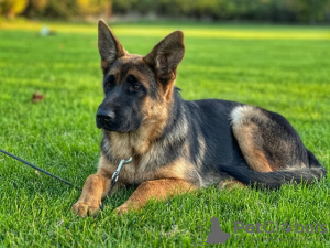 Foto №2 zu Ankündigung № 121941 zu verkaufen deutscher schäferhund - einkaufen Serbien züchter