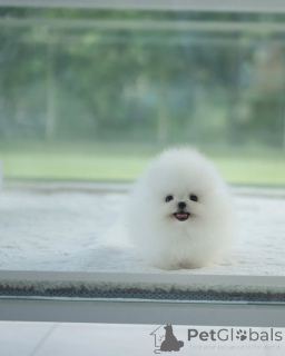 Foto №2 zu Ankündigung № 154954 zu verkaufen pommersche spitz - einkaufen Deutschland züchter