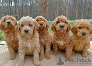 Foto №1. golden retriever - zum Verkauf in der Stadt Köln | 159€ | Ankündigung № 129592