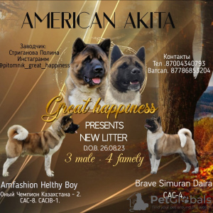 Foto №1. amerikanischer akita - zum Verkauf in der Stadt Казахстан | 600€ | Ankündigung № 76772