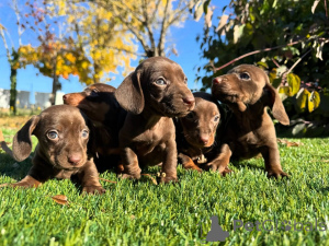 Foto №1. dackel - zum Verkauf in der Stadt Romano-di Lumbardia | verhandelt | Ankündigung № 160829