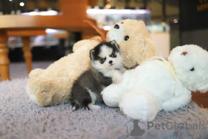 Foto №4. Ich werde verkaufen pommersche spitz in der Stadt Stadt Florida. züchter - preis - verhandelt