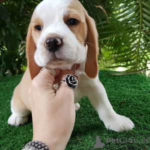 Foto №4. Ich werde verkaufen beagle in der Stadt Berlin. quotient 	ankündigung - preis - 360€