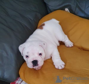 Foto №2 zu Ankündigung № 71733 zu verkaufen englische bulldogge - einkaufen Deutschland quotient 	ankündigung