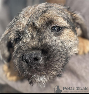 Foto №1. border terrier - zum Verkauf in der Stadt El Guabo | 615€ | Ankündigung № 56331