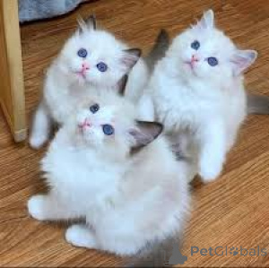 Foto №1. ragdoll-katze - zum Verkauf in der Stadt Paris | 500€ | Ankündigung № 166779
