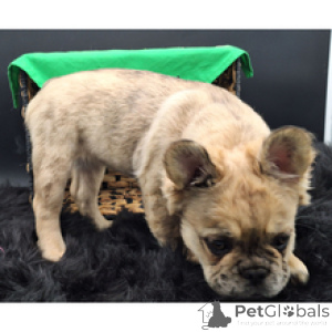 Foto №4. Ich werde verkaufen französische bulldogge in der Stadt Berlin. züchter - preis - 450€