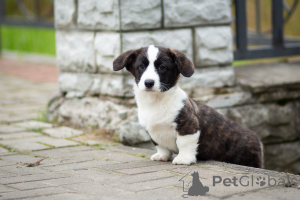 Foto №2 zu Ankündigung № 155620 zu verkaufen welsh corgi - einkaufen Russische Föderation vom kindergarten