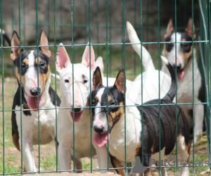 Foto №4. Ich werde verkaufen bullterrier in der Stadt Belgrad.  - preis - 300€