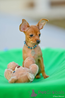 Foto №3. Toy Terrier Russische Toy Welpen mit Stammbaum. Israel