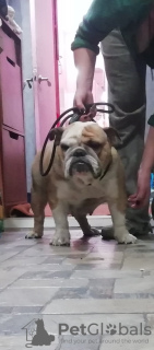 Foto №4. Ich werde verkaufen englische bulldogge in der Stadt Zaporizhia. quotient 	ankündigung - preis - 822€