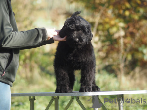 Foto №4. Ich werde verkaufen russischer schwarzer terrier in der Stadt Rzeszów. züchter - preis - 2000€