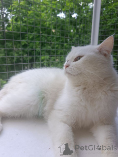 Foto №4. Ich werde verkaufen  in der Stadt Moskwa. quotient 	ankündigung - preis - Frei