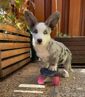 Foto №2 zu Ankündigung № 50503 zu verkaufen welsh corgi - einkaufen USA quotient 	ankündigung