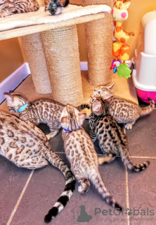 Foto №3. Bengal Cats-Kätzchen stehen zur Adoption zur Verfügung. Deutschland