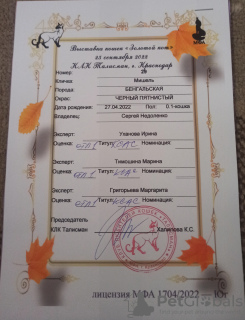 Foto №4. Ich werde verkaufen bengal katzenrasse in der Stadt Krasnodar. züchter - preis - 1592€