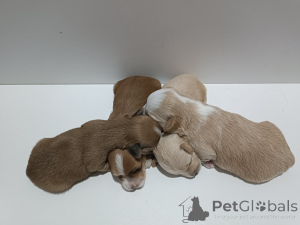 Foto №2 zu Ankündigung № 146295 zu verkaufen havaneser - einkaufen Serbien züchter