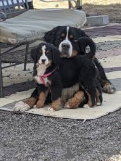 Foto №2 zu Ankündigung № 169384 zu verkaufen berner sennenhund - einkaufen Finnland quotient 	ankündigung, züchter