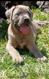 Foto №1. cane corso italiano - zum Verkauf in der Stadt Žitište | verhandelt | Ankündigung № 169059
