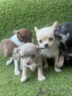 Foto №2 zu Ankündigung № 171248 zu verkaufen chihuahua - einkaufen Deutschland züchter