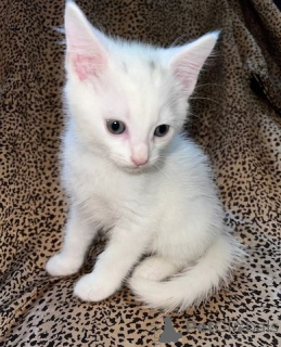 Foto №1. türkisch angora - zum Verkauf in der Stadt Bielefeld | 450€ | Ankündigung № 166288