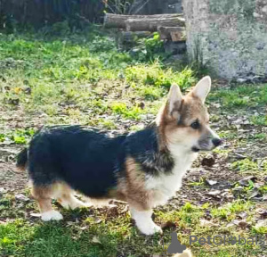 Foto №2 zu Ankündigung № 124907 zu verkaufen welsh corgi - einkaufen Serbien 