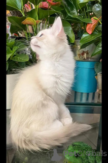 Foto №2 zu Ankündigung № 154288 zu verkaufen ragdoll-katze - einkaufen Deutschland züchter