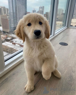 Foto №2 zu Ankündigung № 142829 zu verkaufen golden retriever - einkaufen Deutschland züchter