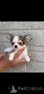 Foto №3. Wunderschöne Chihuahua-Welpen zu verkaufen. Winzig, liebevoll und bereit für ein. Deutschland