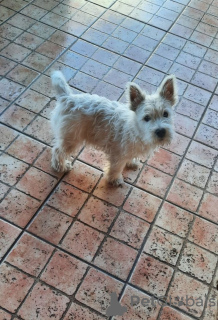 Foto №2 zu Ankündigung № 94390 zu verkaufen west highland white terrier - einkaufen Serbien 