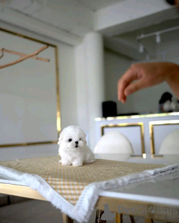 Foto №2 zu Ankündigung № 138643 zu verkaufen malteser - einkaufen USA züchter