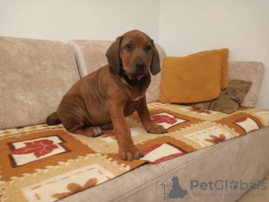 Foto №2 zu Ankündigung № 102989 zu verkaufen rhodesian ridgeback - einkaufen Polen züchter