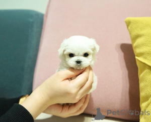 Foto №2 zu Ankündigung № 164003 zu verkaufen malteser - einkaufen Finnland quotient 	ankündigung, aus dem tierheim