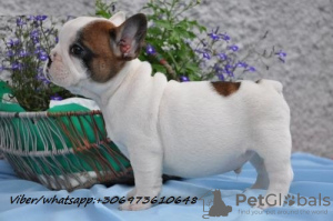 Foto №1. französische bulldogge - zum Verkauf in der Stadt Prostějov | Frei | Ankündigung № 51320