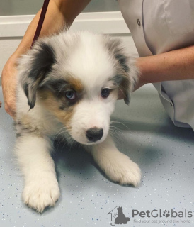 Foto №1. australian shepherd - zum Verkauf in der Stadt Eksjo | 450€ | Ankündigung № 123900