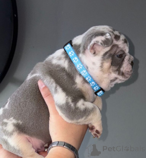 Foto №2 zu Ankündigung № 167854 zu verkaufen französische bulldogge - einkaufen Belgien aus dem tierheim