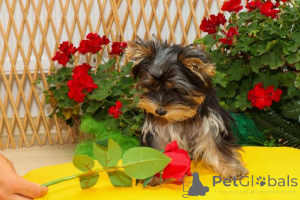 Foto №2 zu Ankündigung № 152173 zu verkaufen yorkshire terrier - einkaufen Serbien 