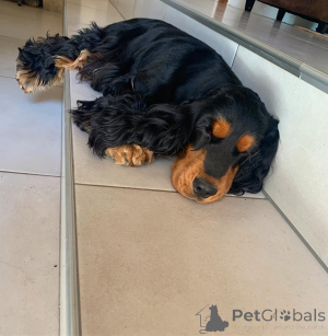 Foto №2 zu Ankündigung № 136908 zu verkaufen amerikanischer cocker spaniel - einkaufen USA 