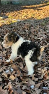 Foto №2 zu Ankündigung № 175105 zu verkaufen foxterrier - einkaufen Deutschland quotient 	ankündigung