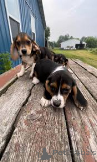 Foto №3. Lindos cachorros Beagle zum Verkauf. Portugal