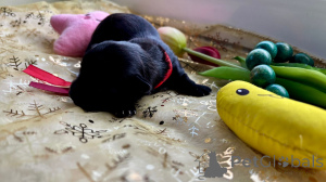 Foto №2 zu Ankündigung № 143662 zu verkaufen havaneser - einkaufen Polen quotient 	ankündigung