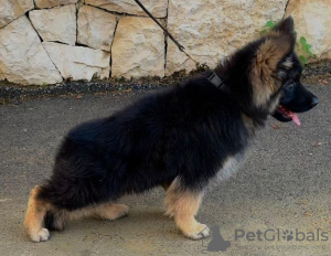 Foto №1. deutscher schäferhund - zum Verkauf in der Stadt Афины | verhandelt | Ankündigung № 74593