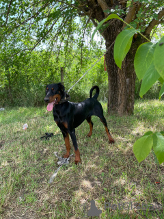 Foto №3. Dobermann Junghündin. Serbien