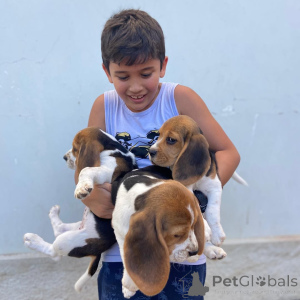 Foto №1. beagle - zum Verkauf in der Stadt Espoo | 727€ | Ankündigung № 161285