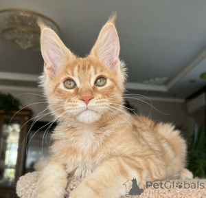 Foto №2 zu Ankündigung № 163724 zu verkaufen maine-coon-katze - einkaufen Deutschland züchter